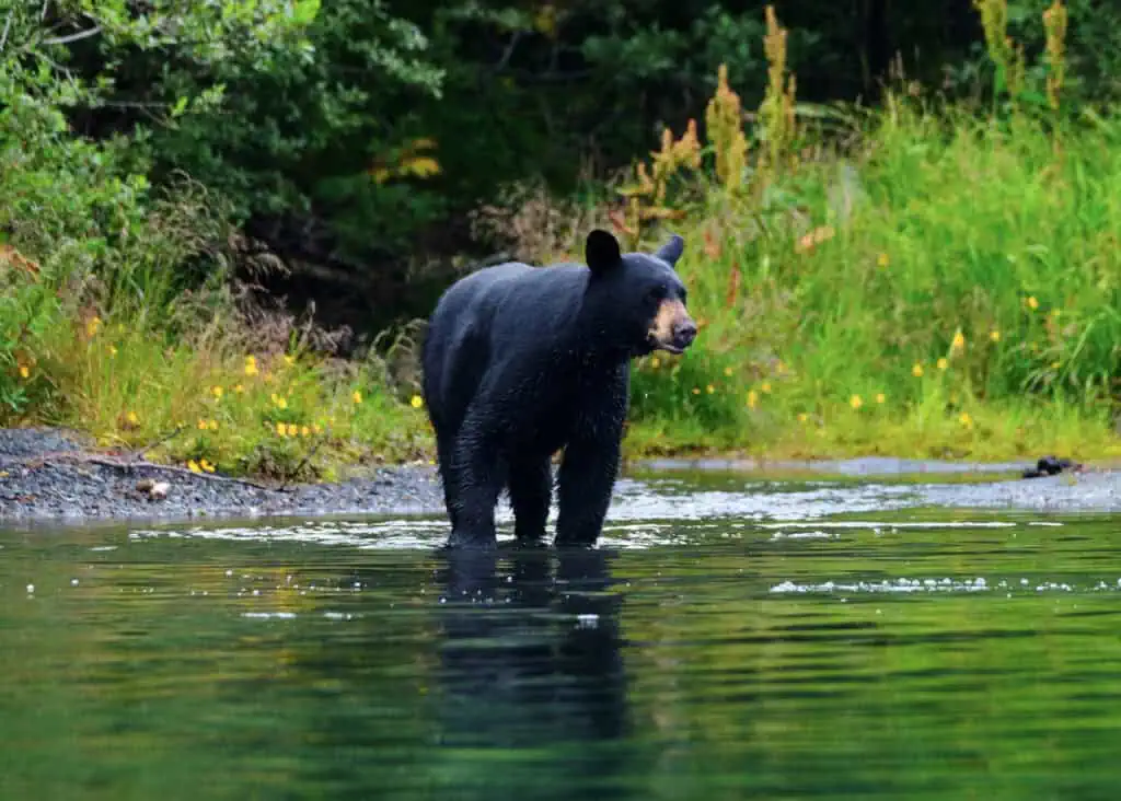 A black bear near the water's edge