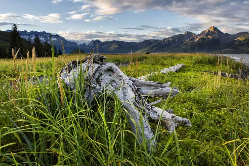 Driftwood near Kenai Fjords Glacier Lodge