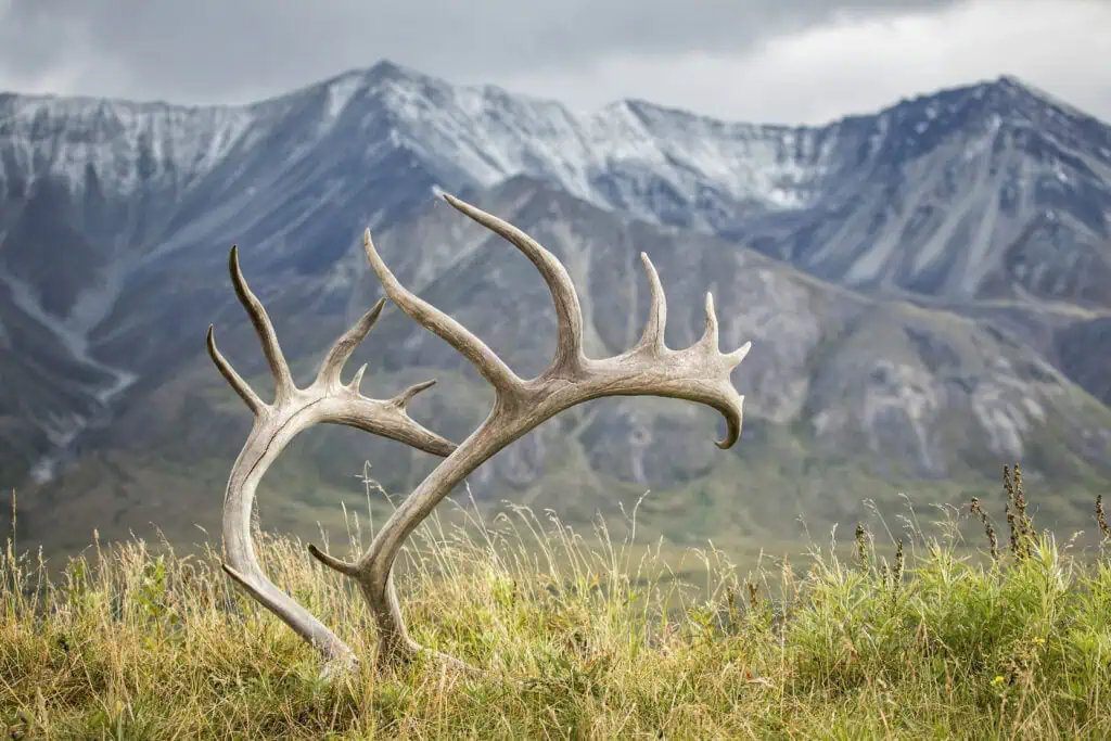 A pair of shed caribou antlers in front of the Alaska Range.