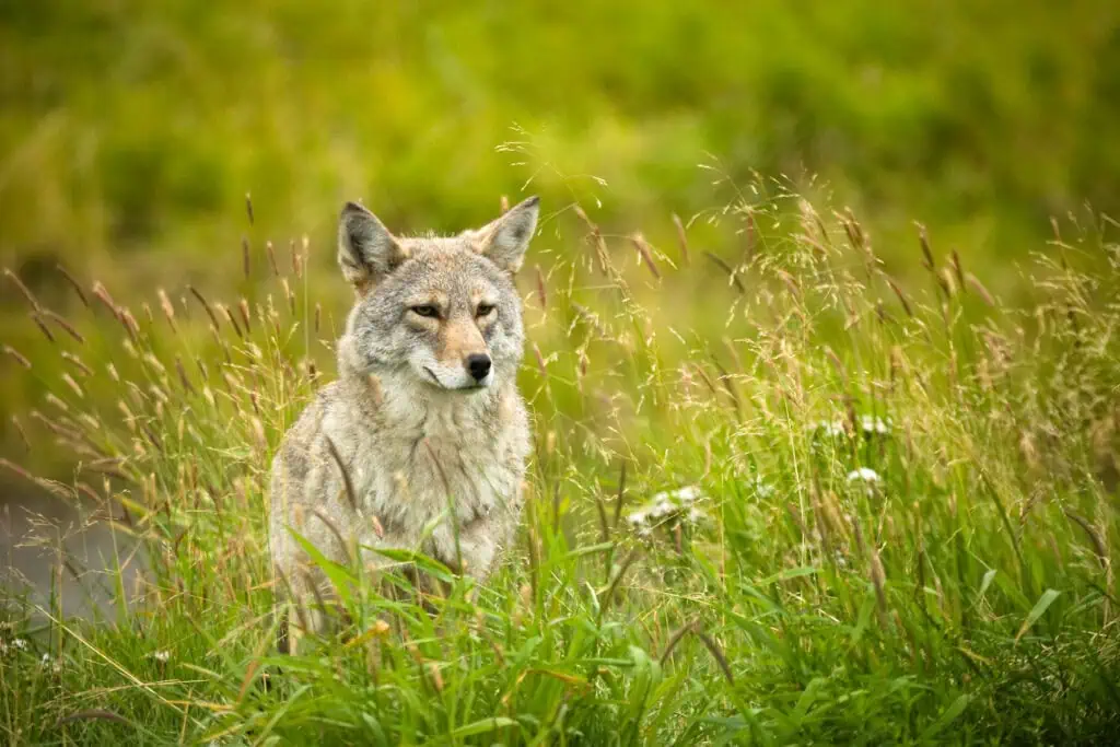 A coyote surveys its surroundings amongst tall summer grasses at the Alaska Wildlife Conservation Center.