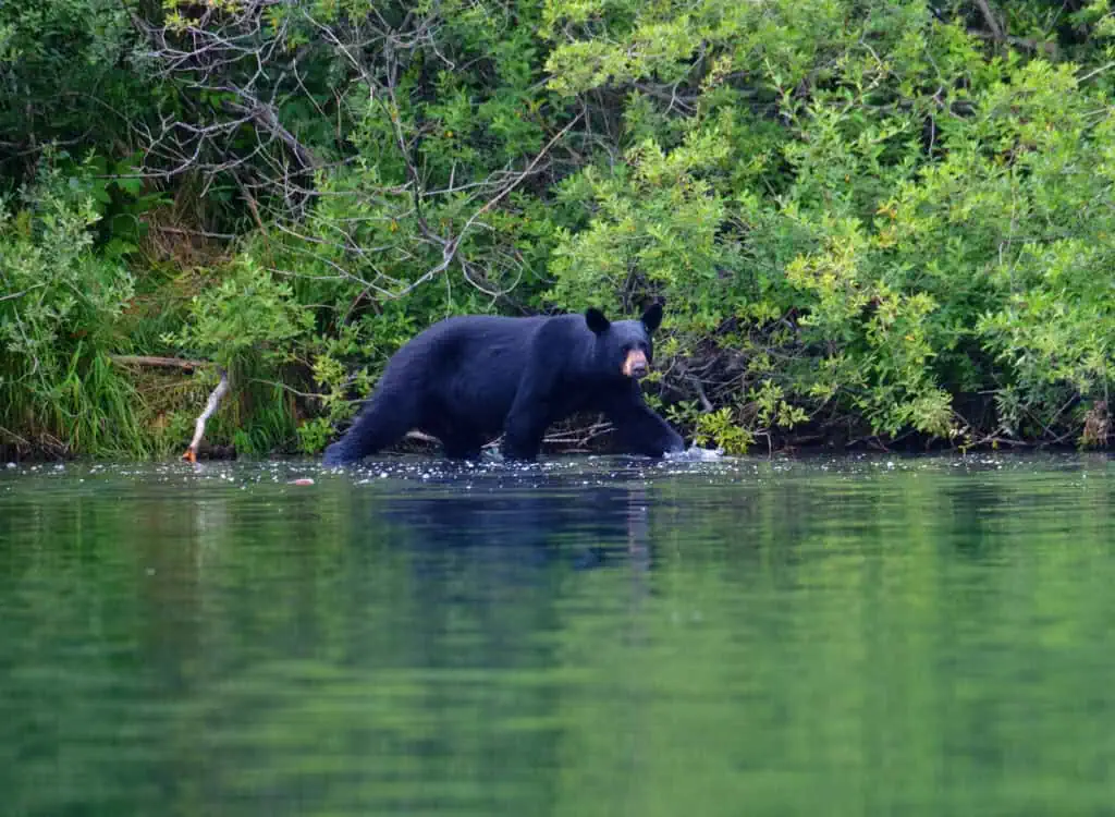 A black bear prowls along the Kenai River