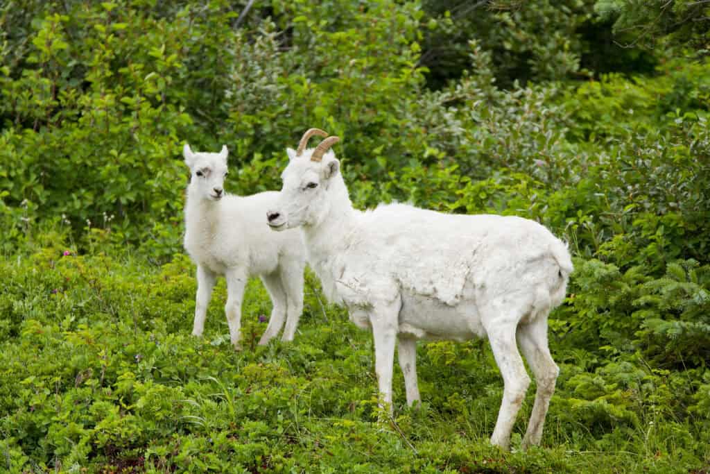 A Dall sheep and baby stand in bushes on the Kenai Peninsula