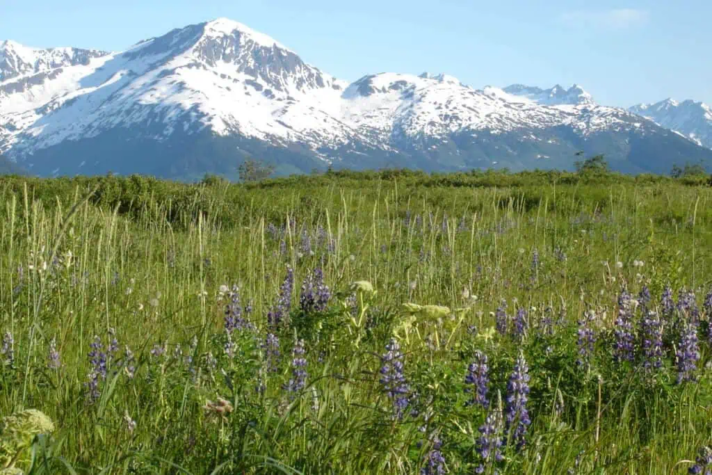 Mountains and Lupine in Chugach National Forest