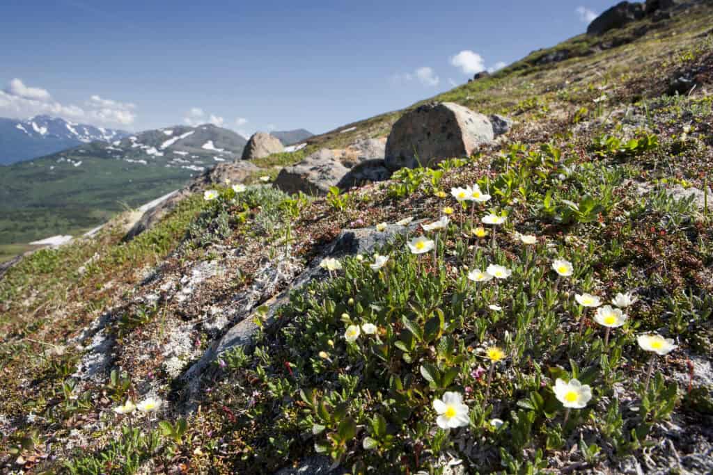 A rocky slope on the Kenai Peninsula