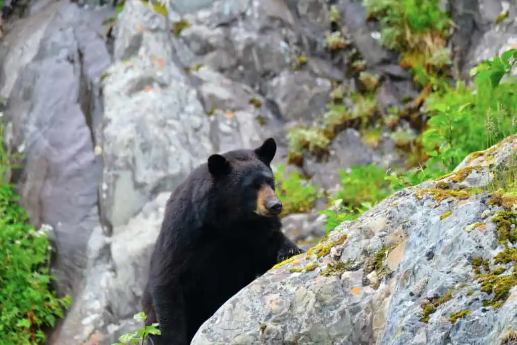 A black bear peeks around a boulder on the Kenai Peninsula