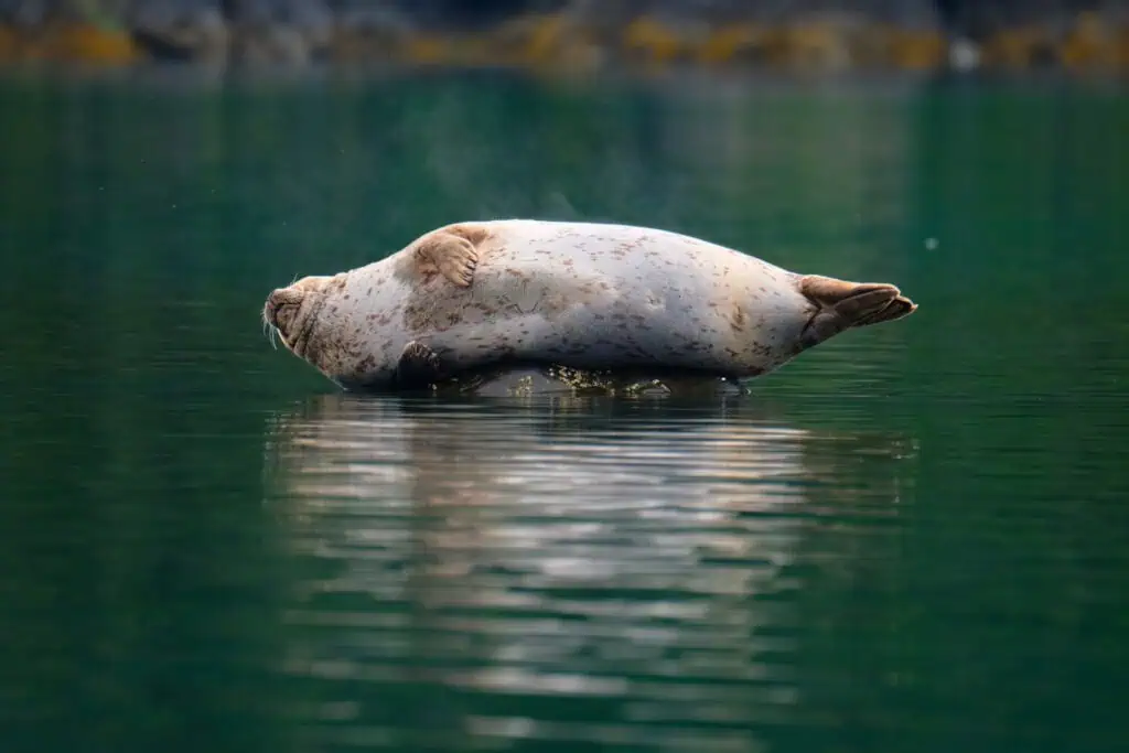 A harbor seal rests on a rock near Kenai Fjords Glacier Lodge