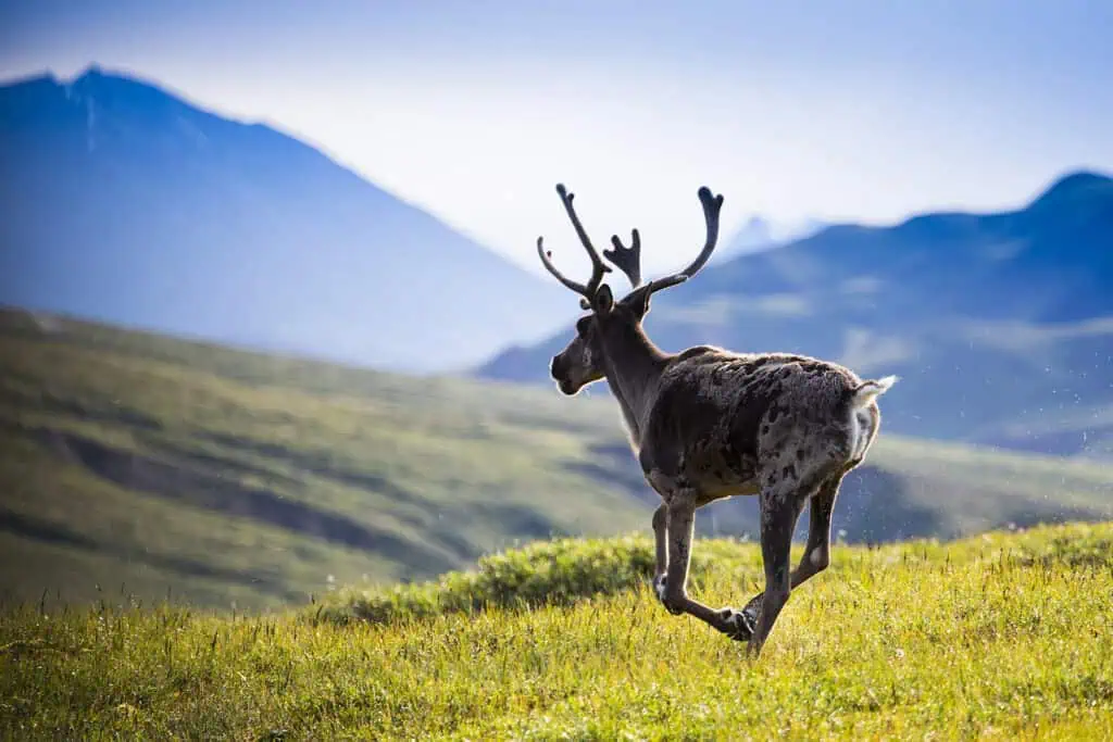 A caribou runs in Denali National Park
