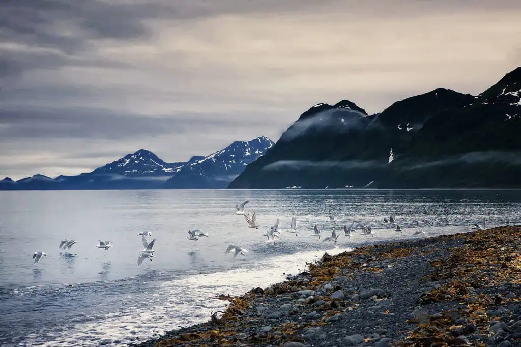 A group of seagulls take flight from the shore of Aialik Bay