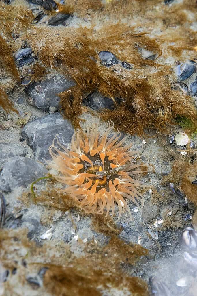 A sea anemone in a tide pool near Kenai Fjords Glacier Lodge