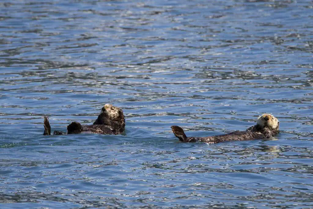 Two sea otters in Aialik Bay