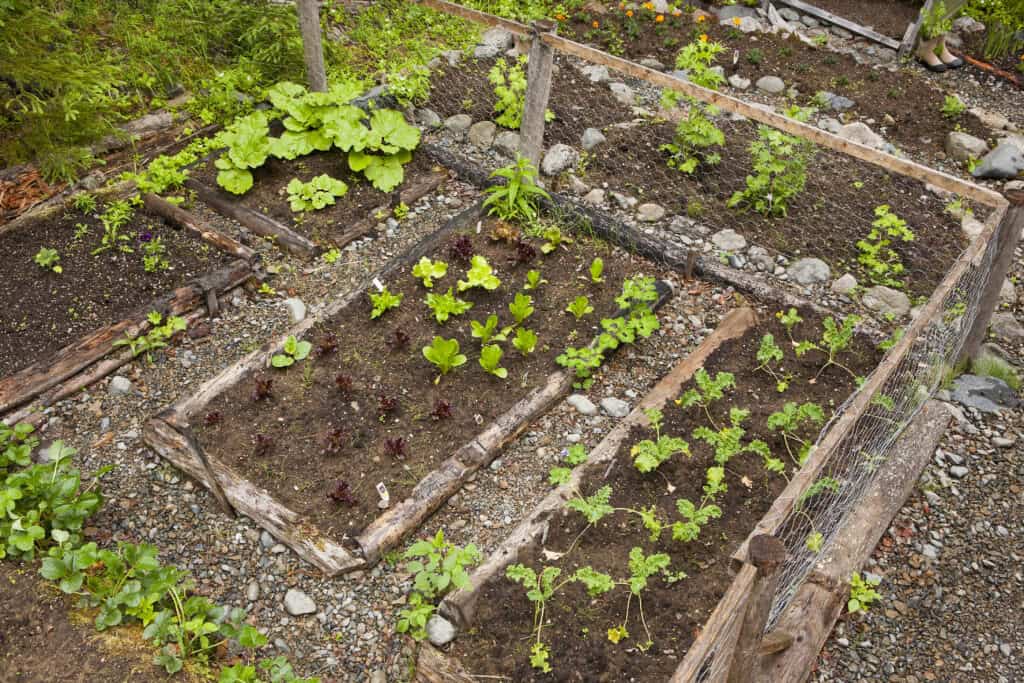 Greens grown on the property at Kenai Backcountry Lodge