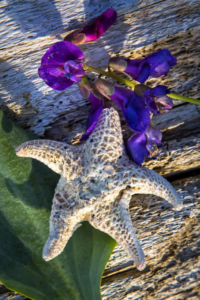 A starfish found while beacombing on Aialik Bay