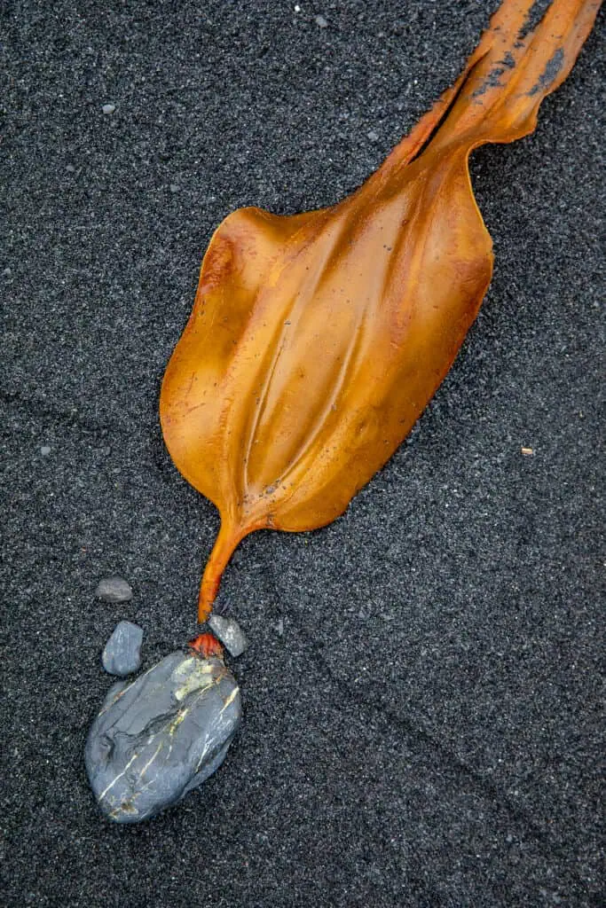 A piece of seaweed on the beach of Aialik Bay