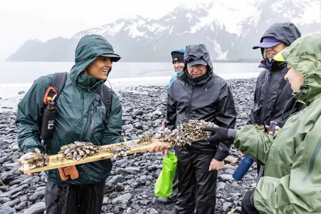 Finding a board with shellfish attached while beachcombing on Aialik Bay