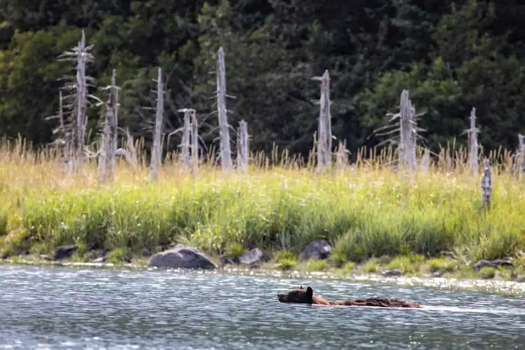A bear spotted swimming near Kenai Fjords Glacier Lodge