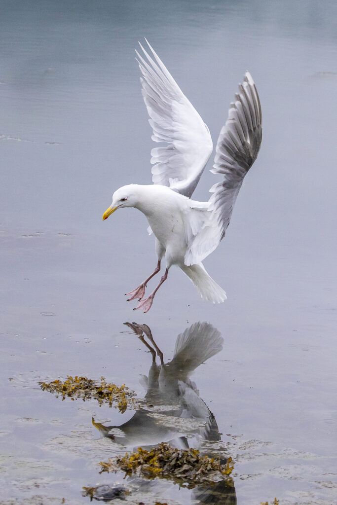 A seagull about to land in the water